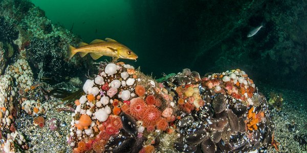 

En torsk i havet. Torsken svømmer nær havbunnen, rett over noen steiner som er dekket av sjøanemoner og andre bunnarter. 