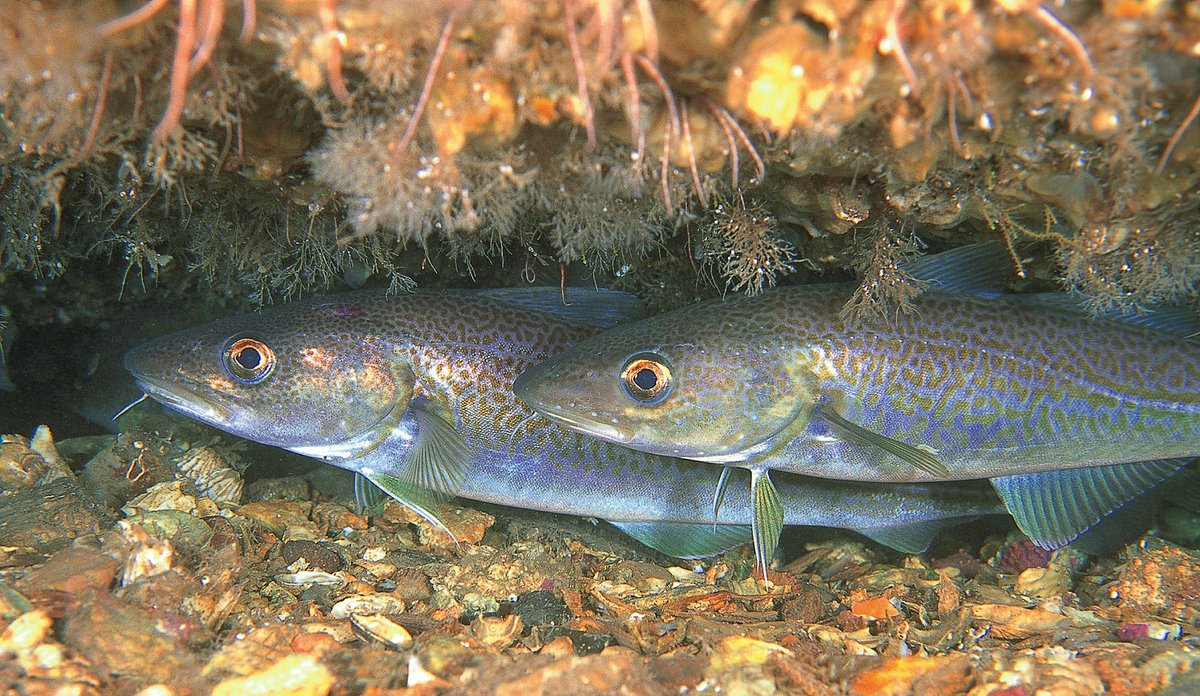 To torskefisk i mellom steiner
