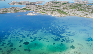 Dronebilde som viser Gåsö, et av områdene hvor forskerne har plantet nytt ålegras i Sverige. Men kan se firkanter hvor det nye ålegraset er plantet.