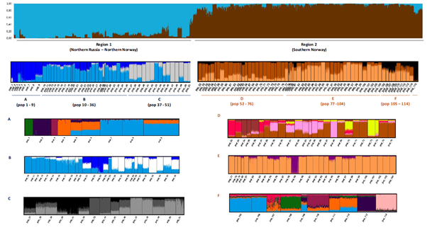Genetic structure of 115 Norwegian salmon populations
