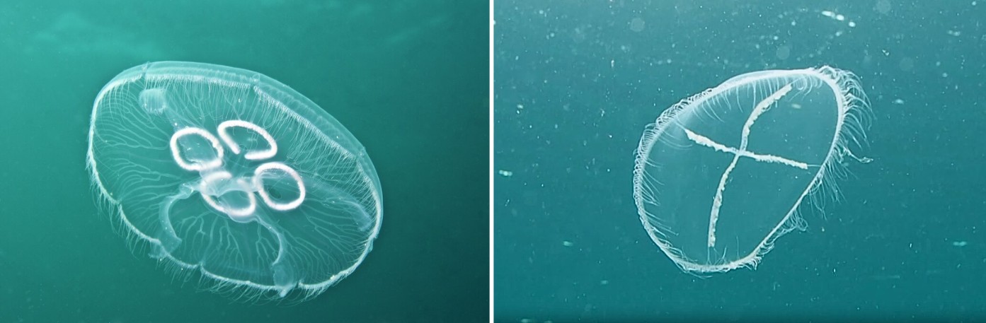 Glassmanet (Aurelia aurita) til venstre og korsmanet (Staurostoma mertensii) til høyre. Bilde: Erling Svensen/Jonas Thormar/Havforskningsinstituttet. 
