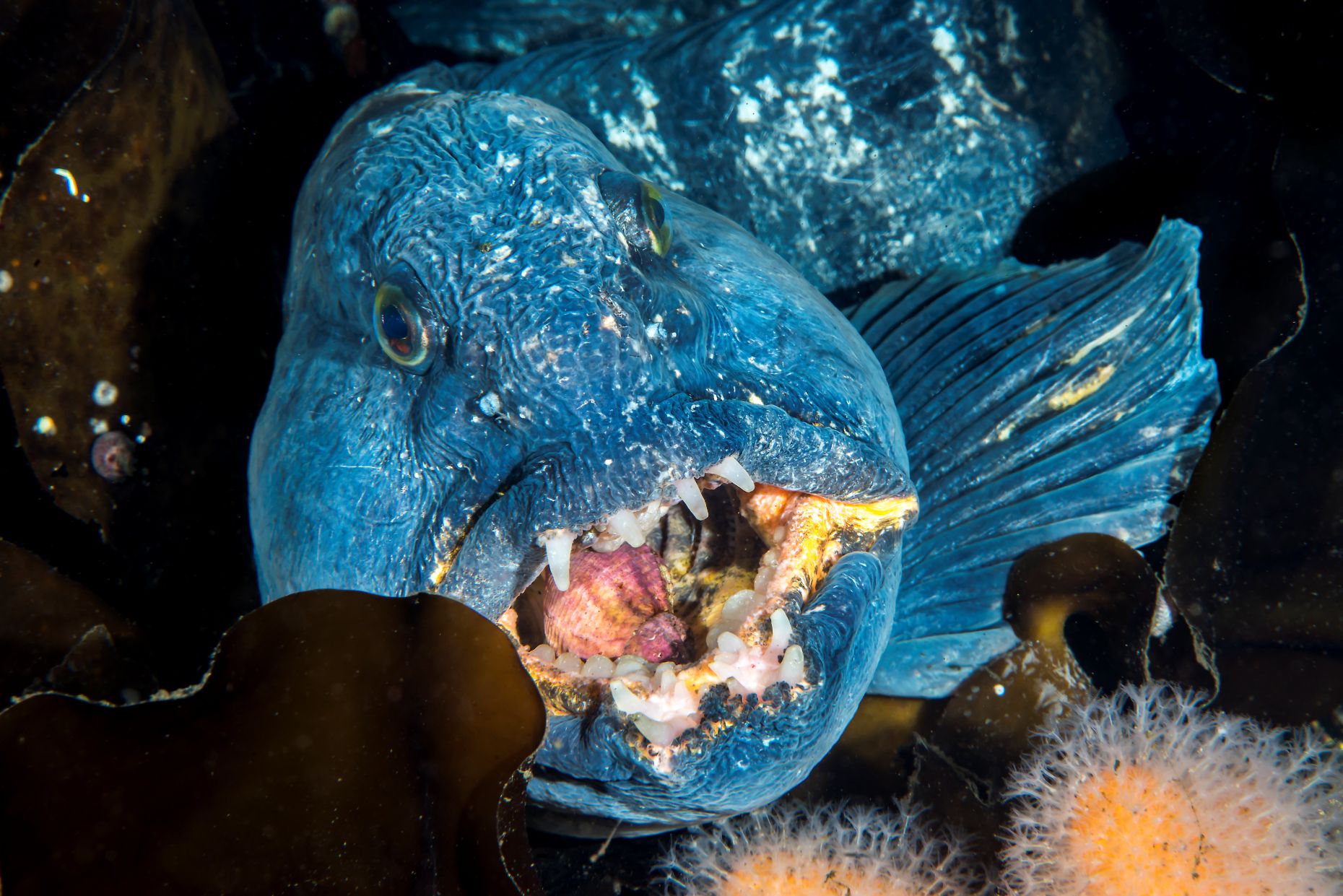 Nærbild av en gråsteinbit