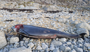 foto av hvalkadaver i steinene