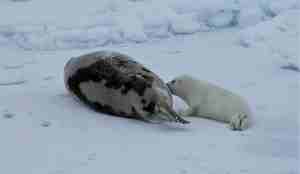 En selunge i hvit pels dier. Mora, med gråsvarte felt på ryggen, ligger vendt fra oss. Is og snø i bakgrunnen.