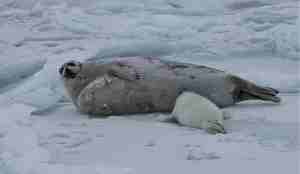 To grønlandsseler liggende på isen. Moren er vendt mot oss, ungen - som har hvit pels - vekk fra oss.