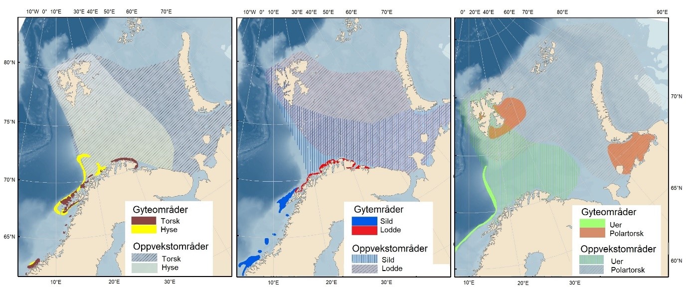 Kart viser hovedgyteområder og oppvekstområder for kommersielt og økologisk viktige fiskearter (torsk, hyse, sild, lodde, uer og polartorsk).