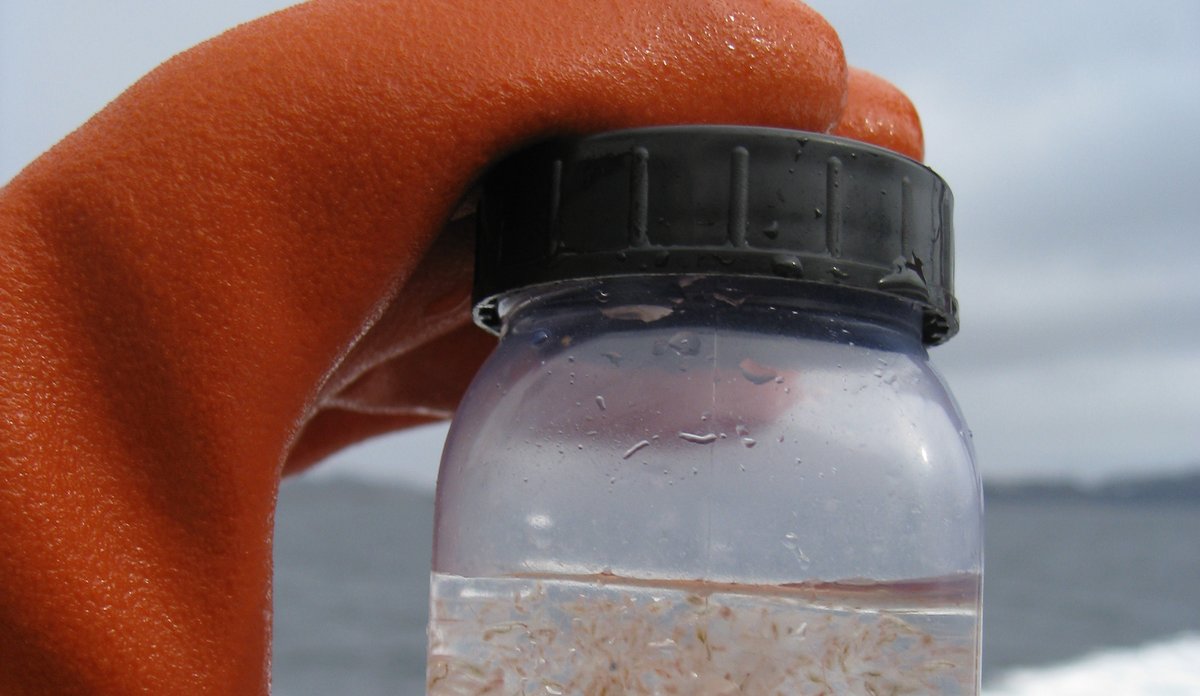 Holder oppe glass med plankton i seg