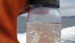 Holder oppe glass med plankton i seg