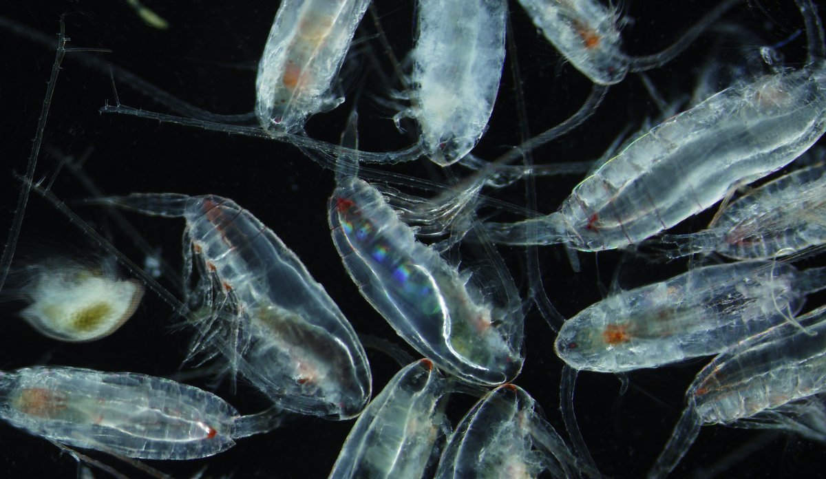 
Calanus finmarchicus