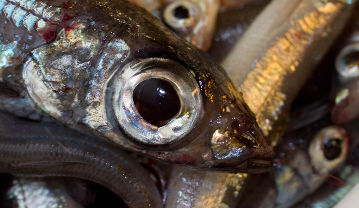 
Et nært utsnitt av en vassild som ligger sammen med flere fisk. Vassilden er kjennetegnet av at den har store øyne