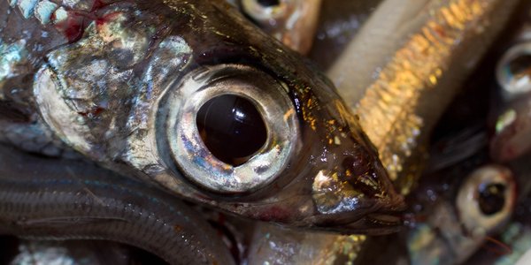 

Et nært utsnitt av en vassild som ligger sammen med flere fisk. Vassilden er kjennetegnet av at den har store øyne