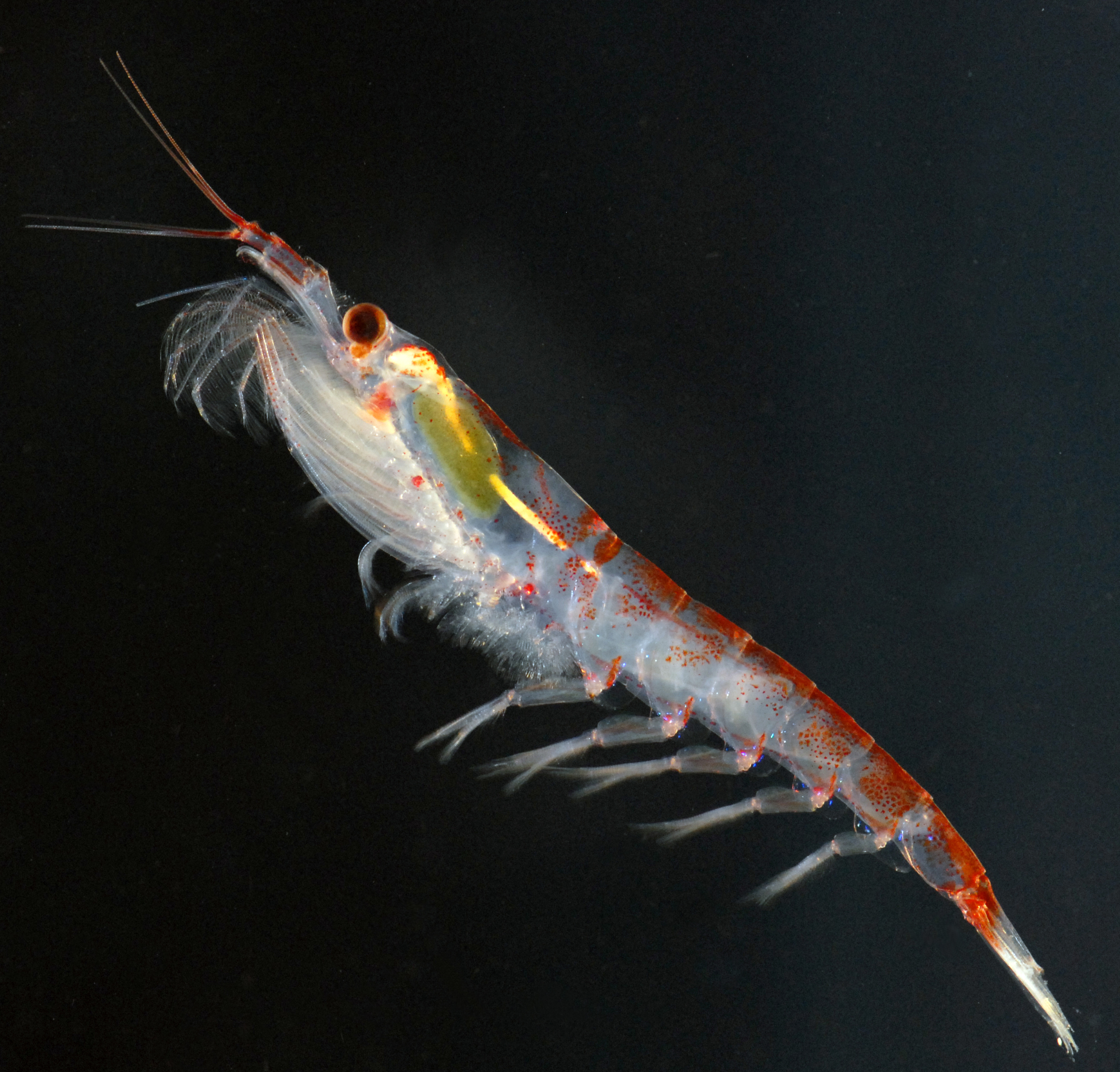 krill
