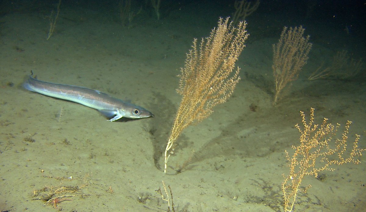 
en lang tynn fisk svømmer mot en oransje fjær som står opp fra en grå havbunn 