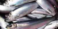 

North Sea herring