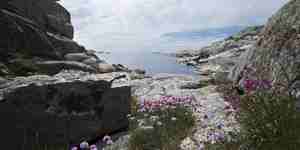 Strandblomster i forgrunn av rolig vik ved Verdens ende i Færder nasjonalpark