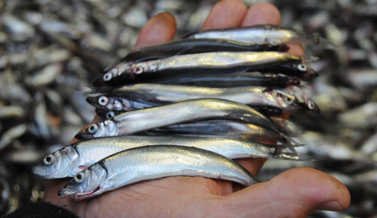 
Capelin