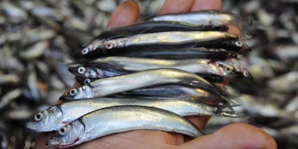 

Åtte-ni småfisk liggende i en åpen hånd.