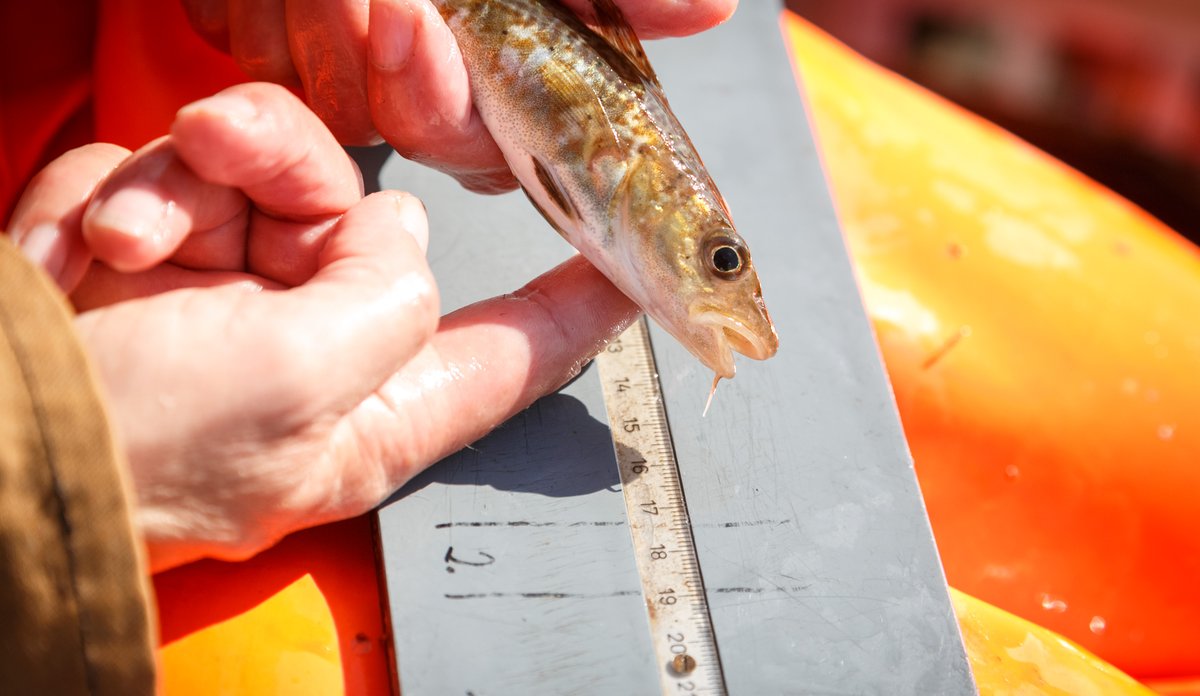 
foto av liten fisk på målebrett