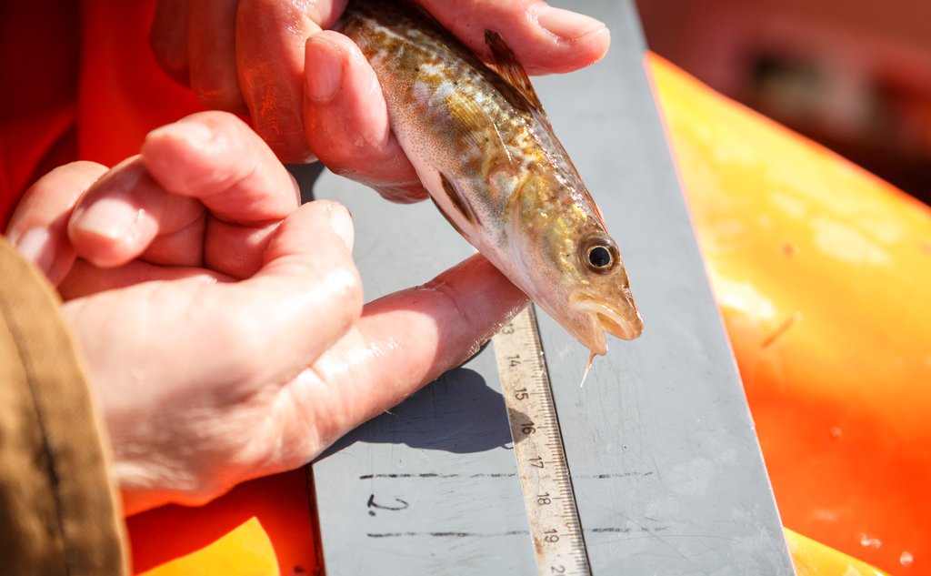 foto av liten fisk på målebrett