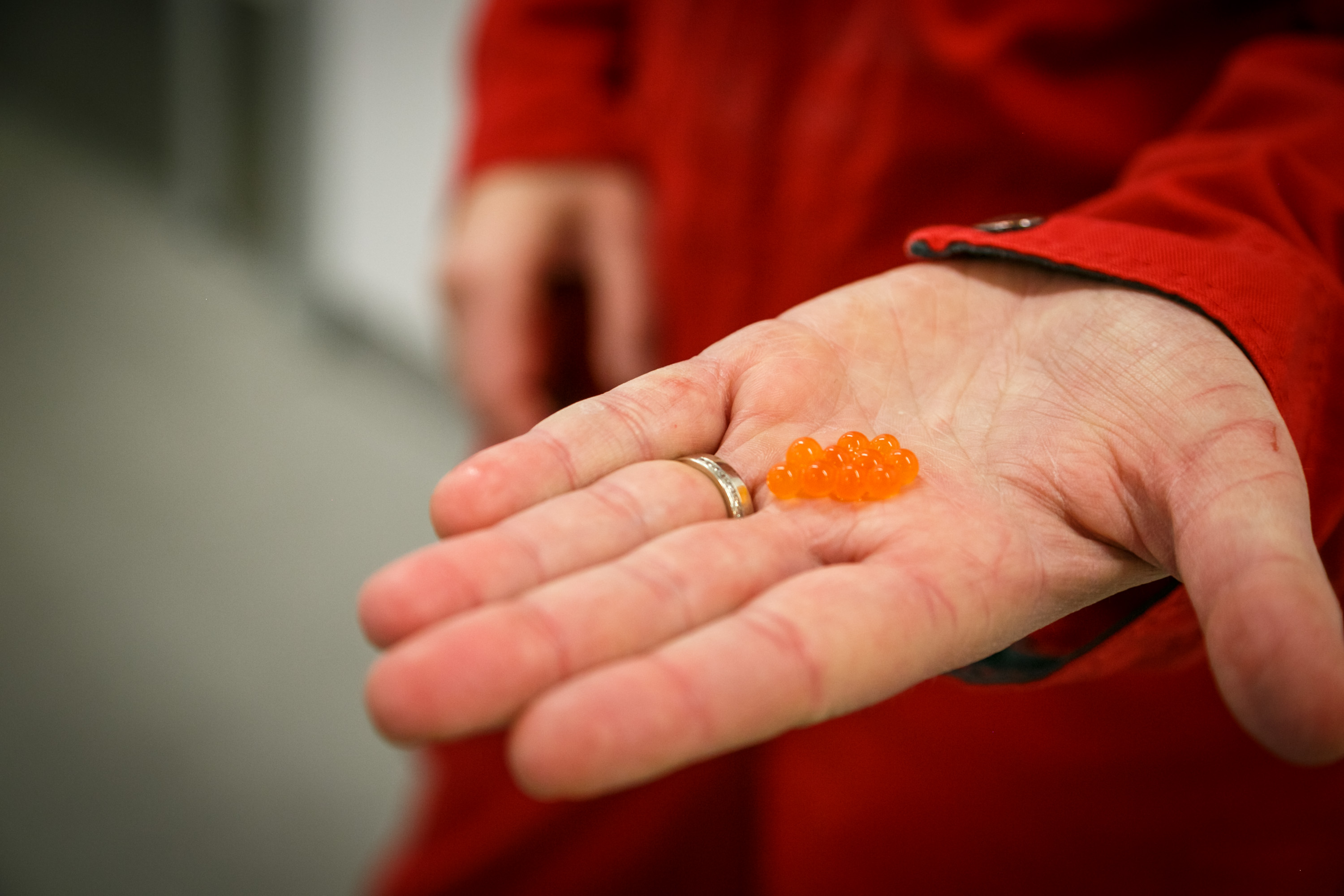 Salmon egg
