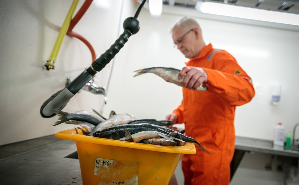 mann legger sild ned i kurv med flere sild i 