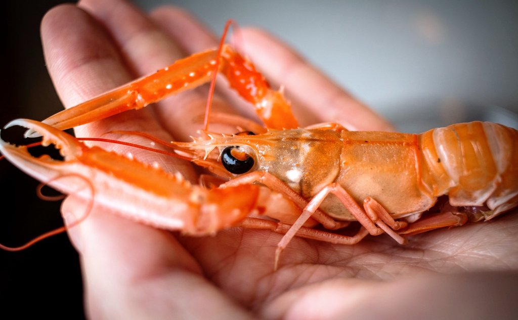 En oransje sjøkreps liggende i en hånd