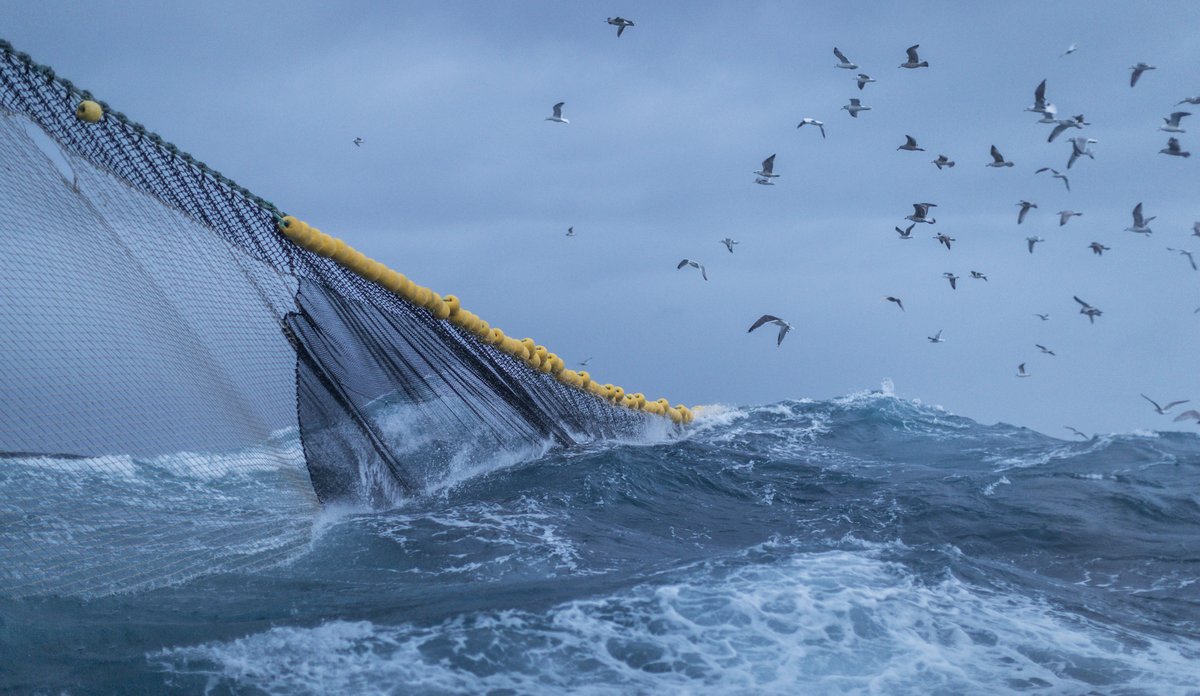 
not i bølgete hav med mange måser flyende rundt