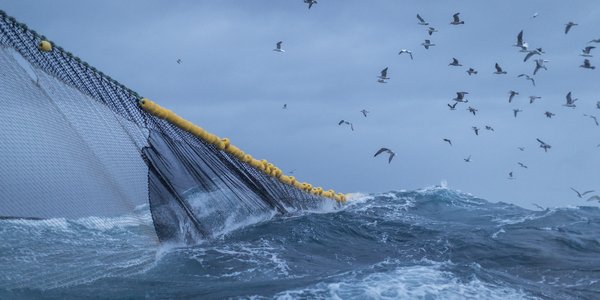 

not i bølgete hav med mange måser flyende rundt