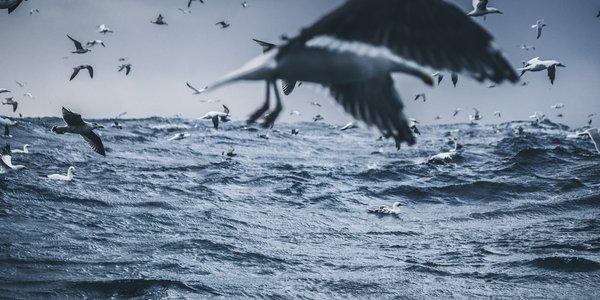 

Fugl som flyr, sjø i bakgrunn