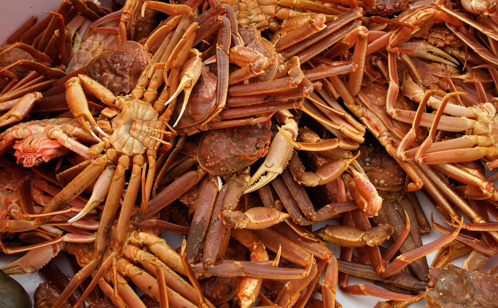 Snøkrabber fra fangst ligger i en haug