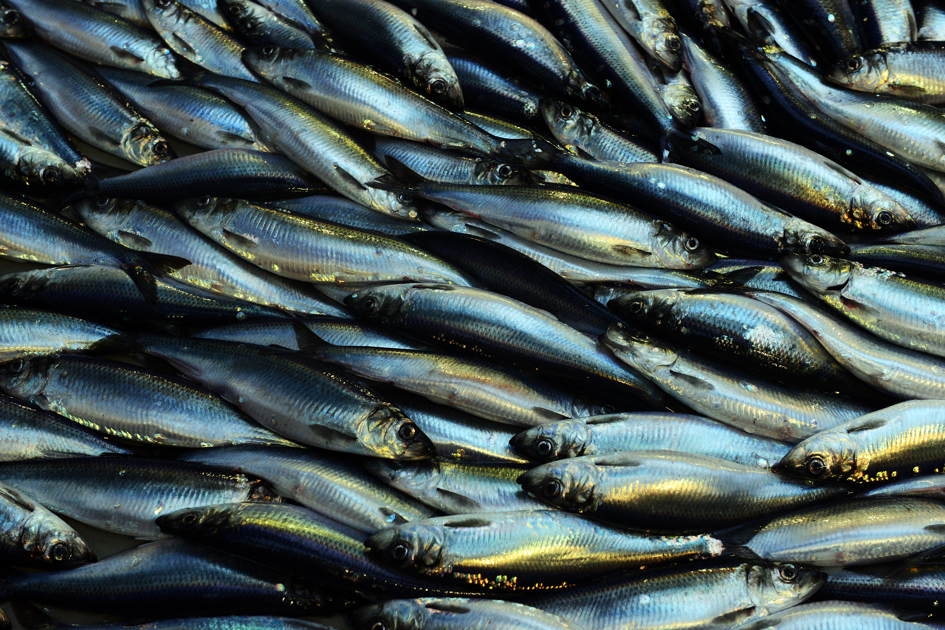 Bilde viser mange mange sild
