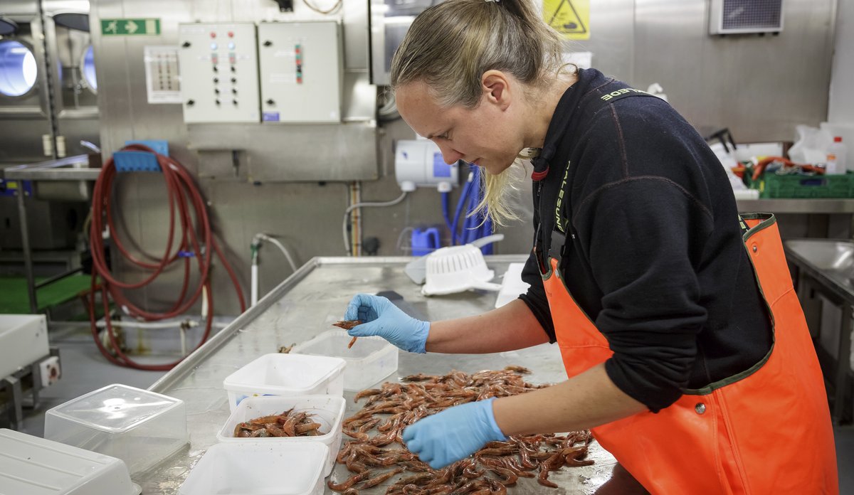 
foto av kvinne som legger reker i ulike bokser