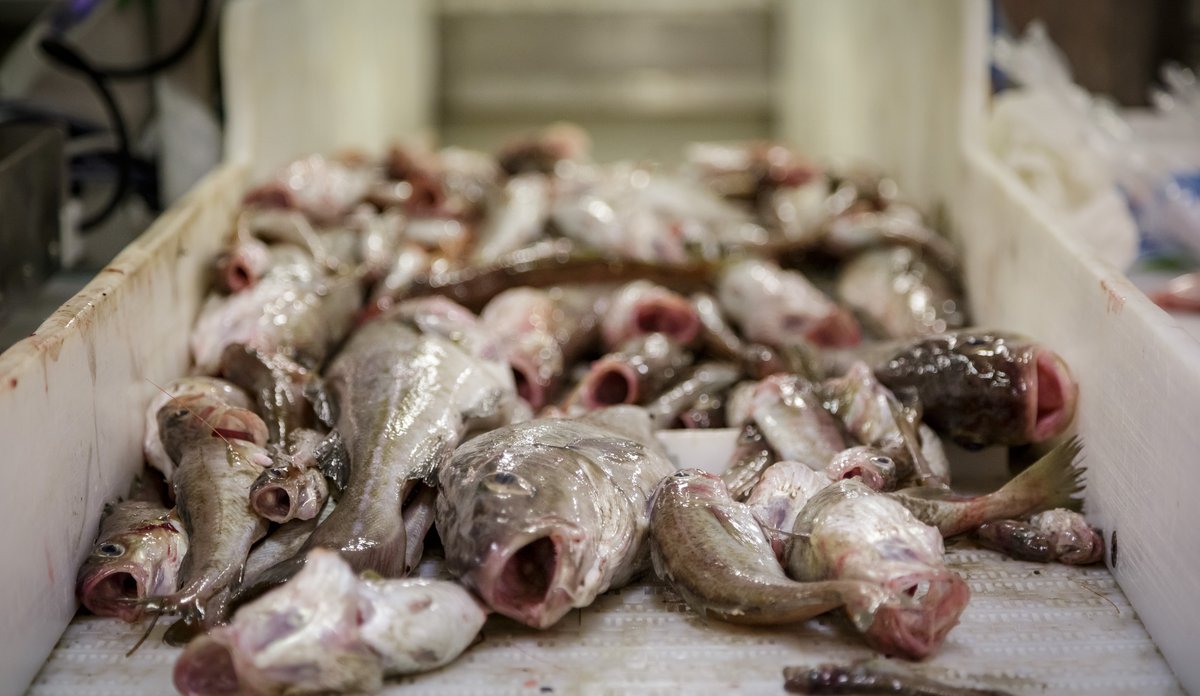 
skrei Barentshavet