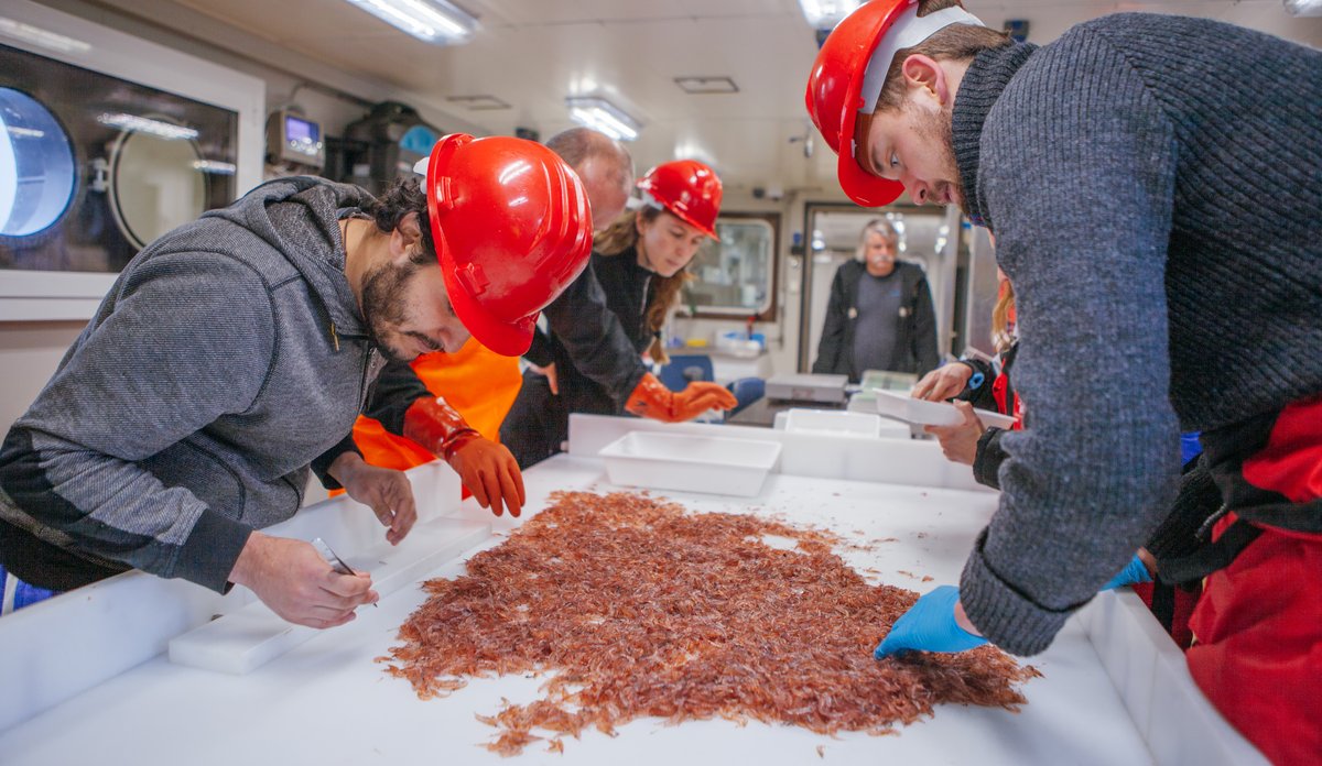 
forskere plukker krill fra bord