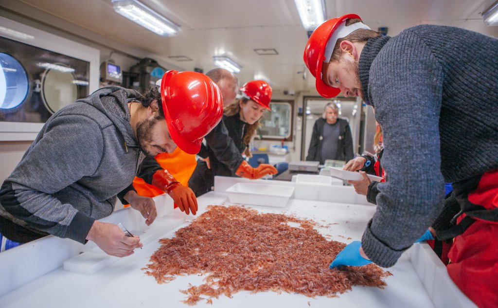 forskere plukker krill fra bord