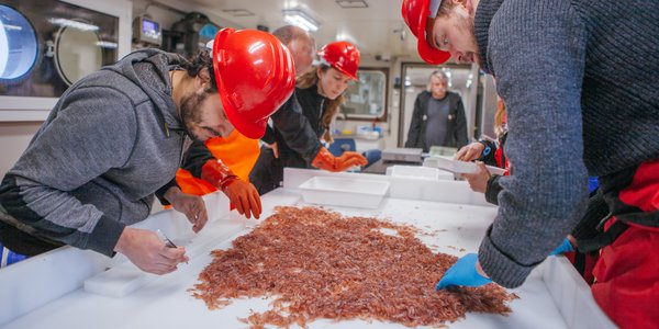 forskere plukker krill fra bord 