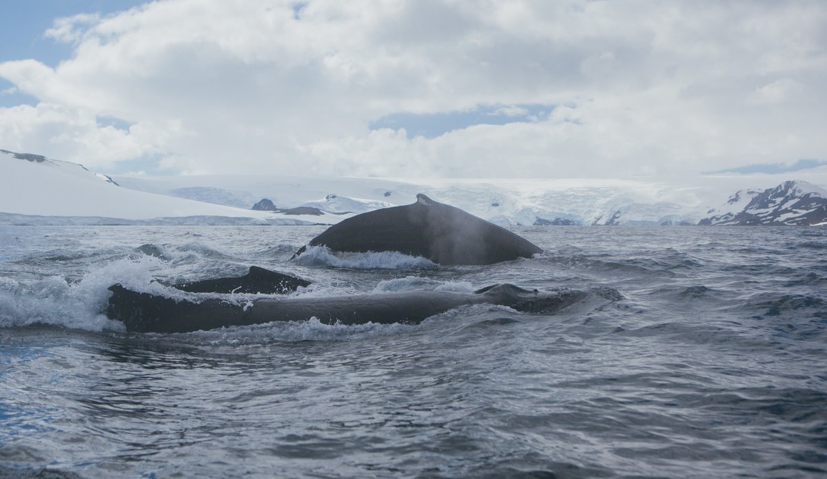 kval i havet