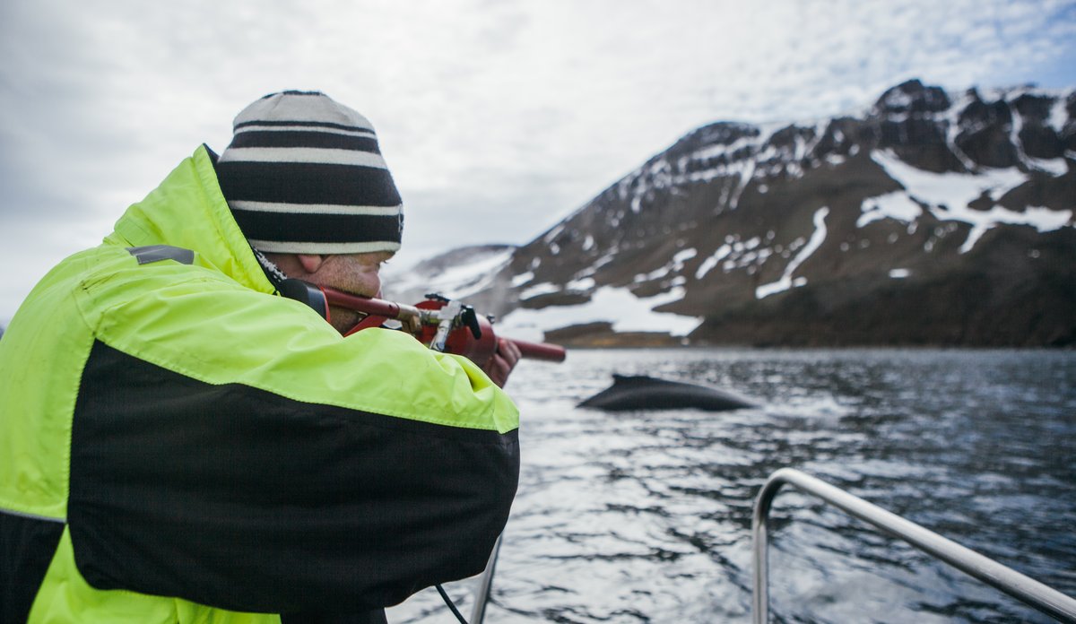 
satellitt tagging of whale