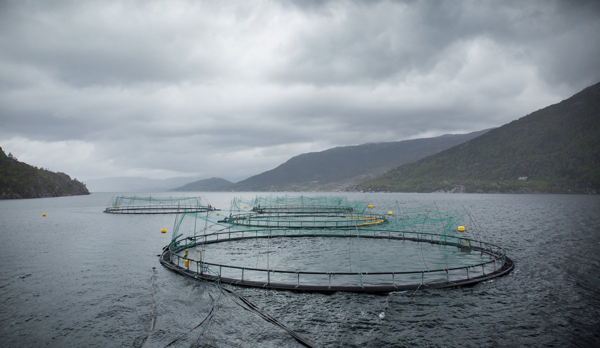 
Fire oppdrettsmerder i en fjord med grå skyer over