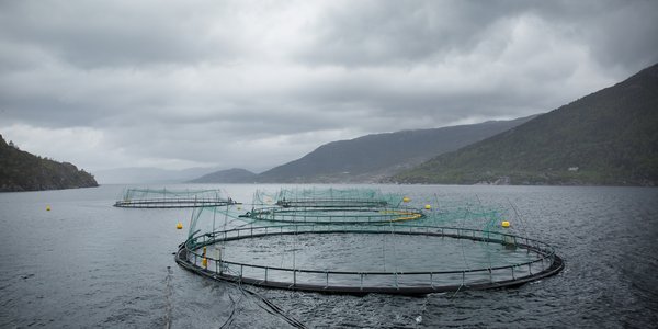 

Fire oppdrettsmerder i en fjord med grå skyer over