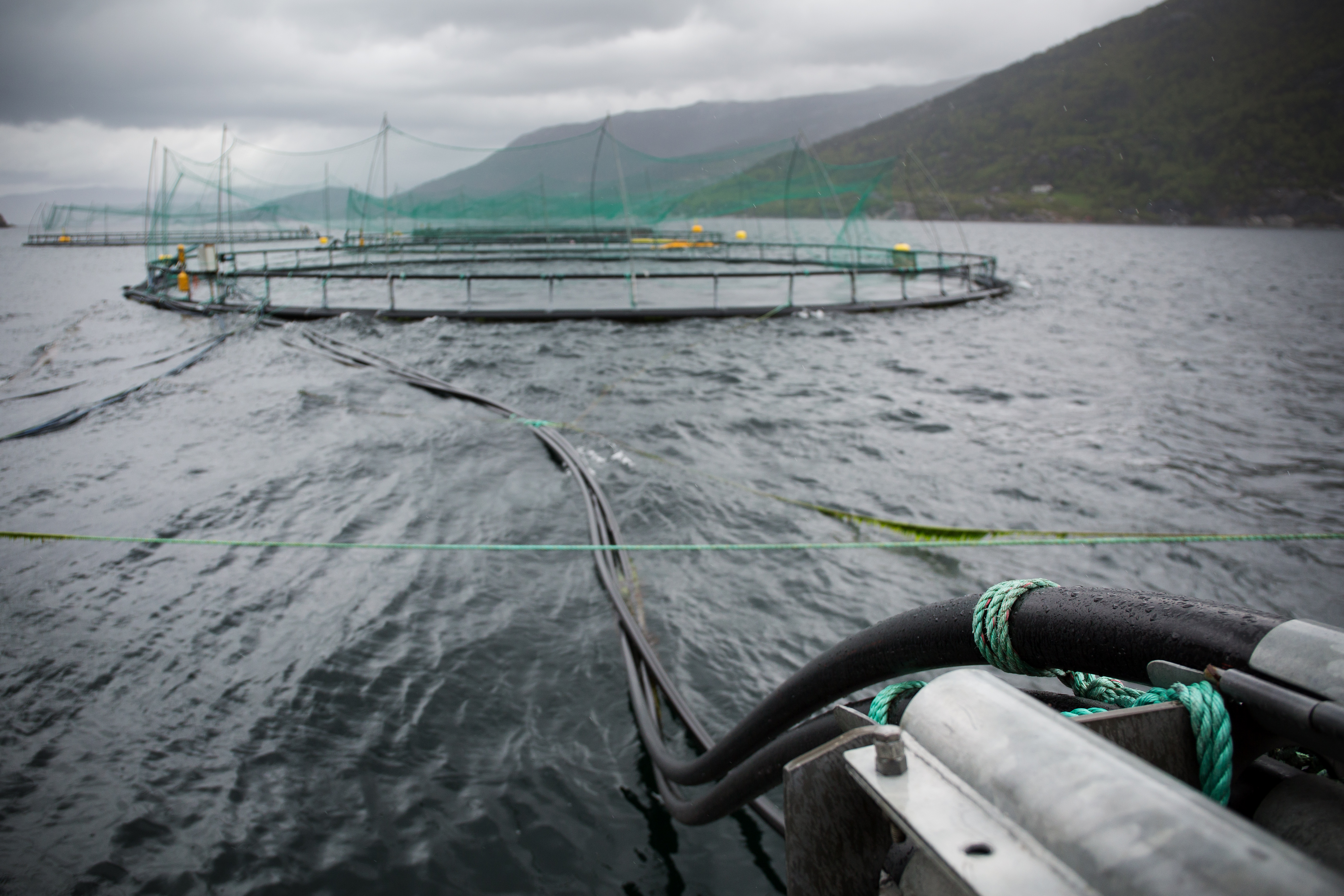 Tre merder i sjø, med slanger koblet til dem, og fjordlandskap i bakgrunnen.