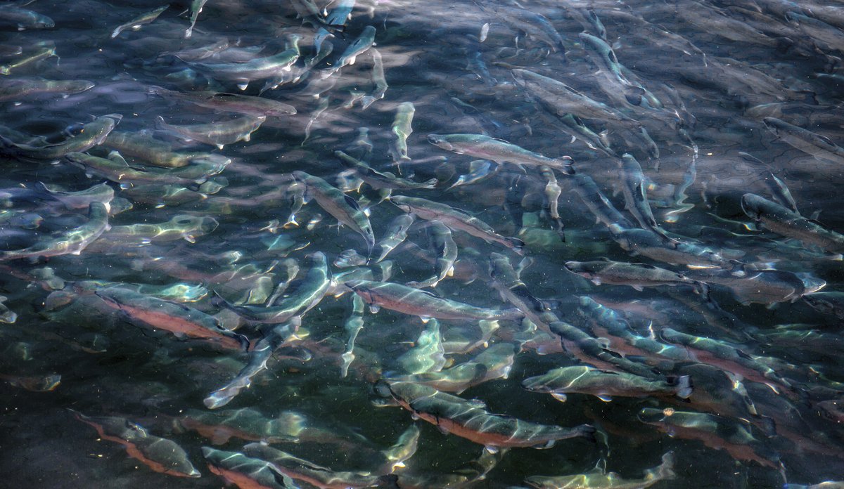 
fish that swims