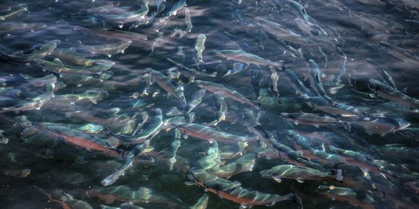 

fish that swims