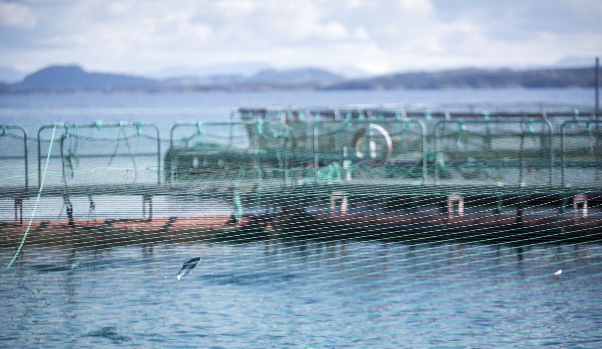 
Bilde av merder i sjø