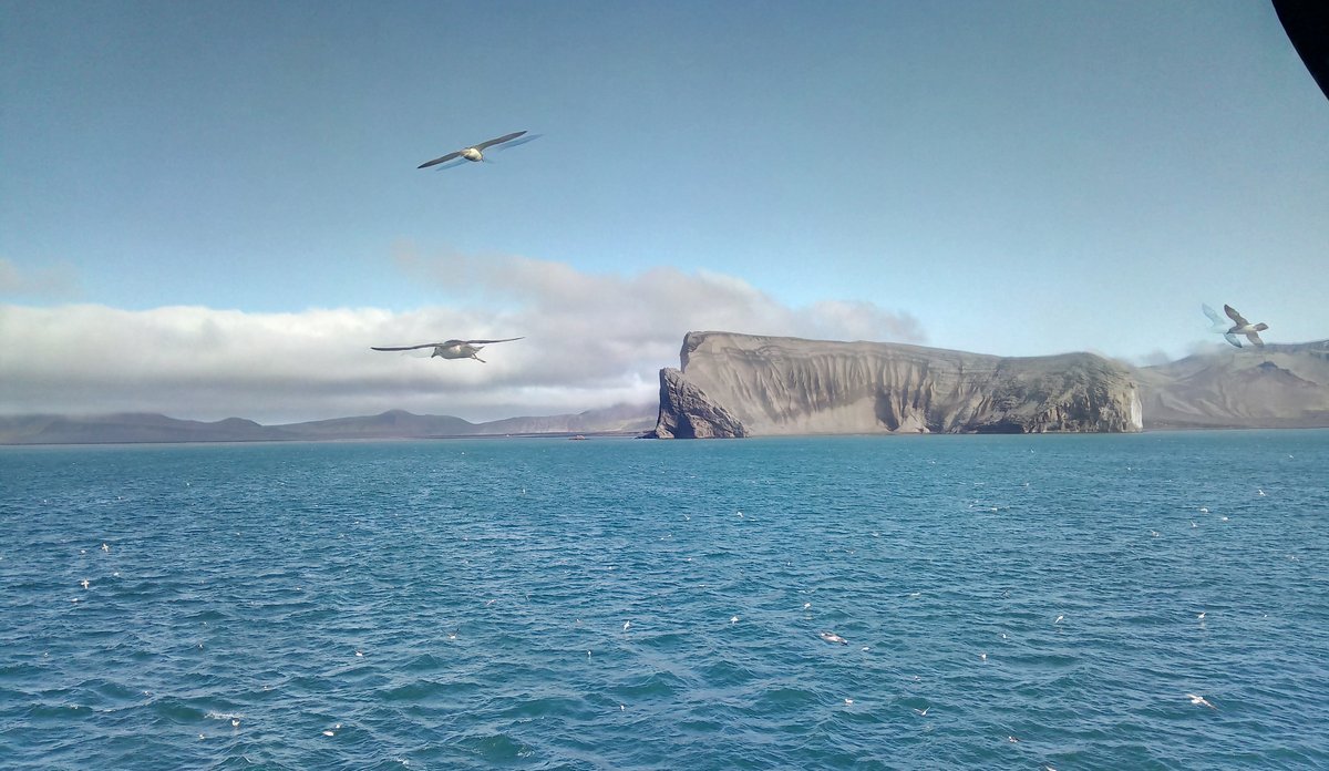 
Utsiktsbilde som viser en øya Jan Mayen. En bratt fjellside står rett ned i havet. Tre måker flyr rundt