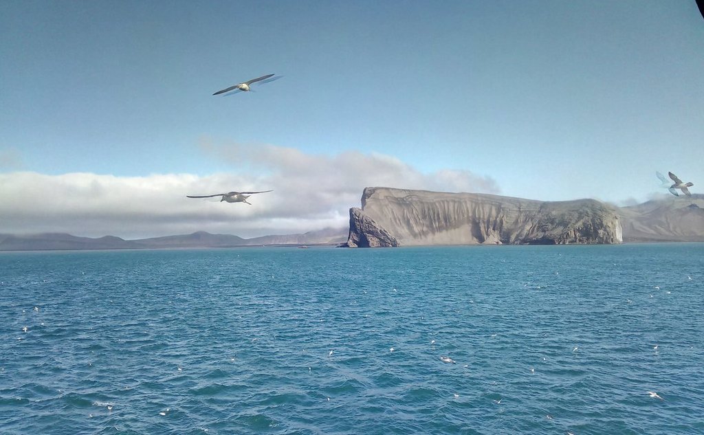 Utsiktsbilde som viser en øya Jan Mayen. En bratt fjellside står rett ned i havet. Tre måker flyr rundt