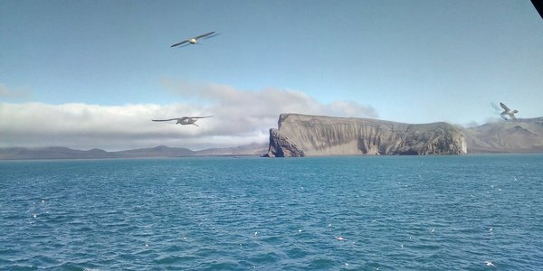 

Utsiktsbilde som viser en øya Jan Mayen. En bratt fjellside står rett ned i havet. Tre måker flyr rundt