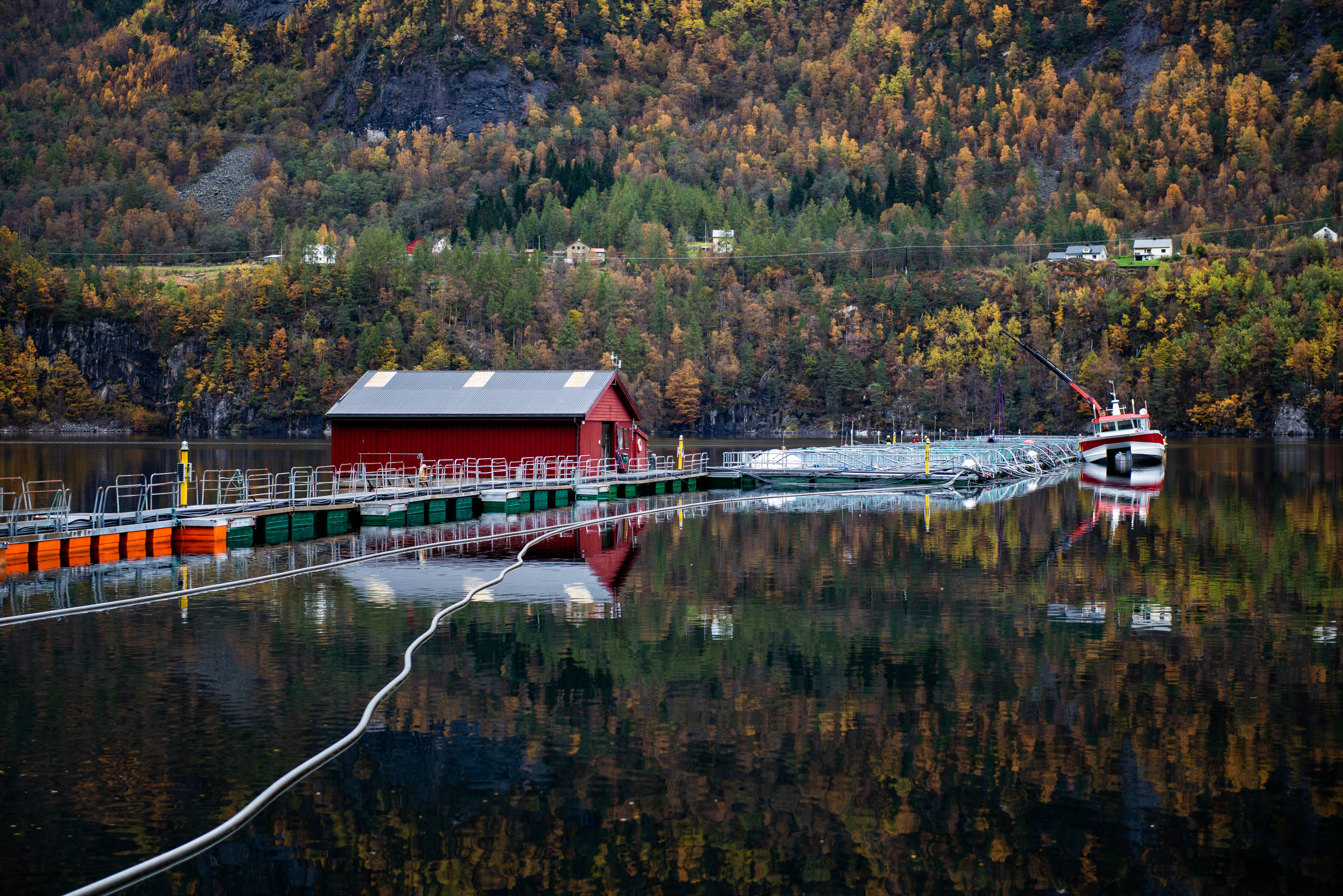 Sjøanlegg med et rødt hus og oppdrettsmerder, og en kranbåt som ligger inntil. Høstfarget fjellside i bakgrunnen.