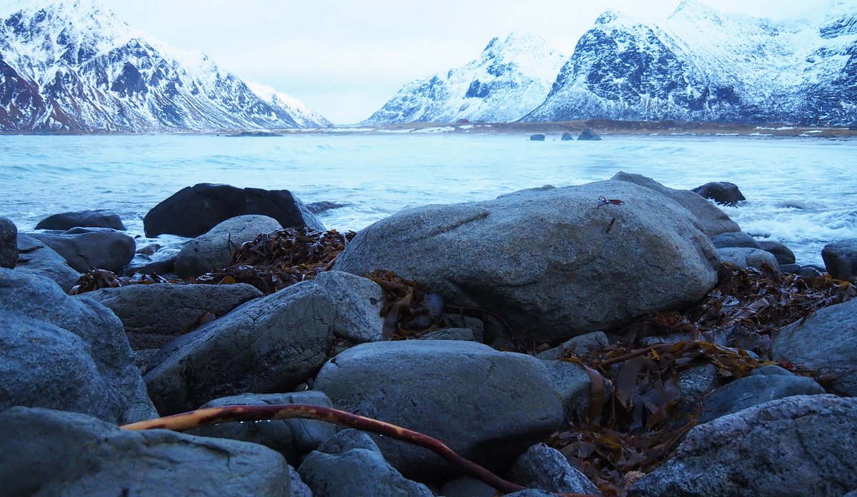 
Tang i fjær, snødekte fjell, Lofoten