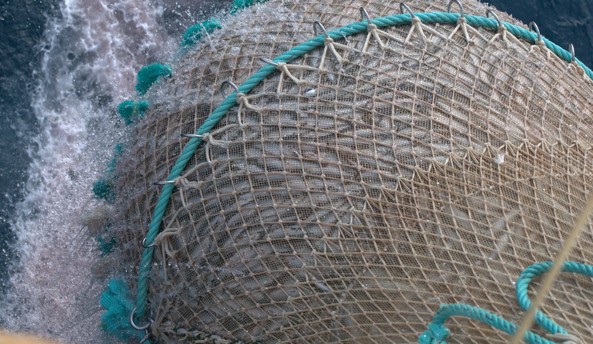 Trålpose full av fisk